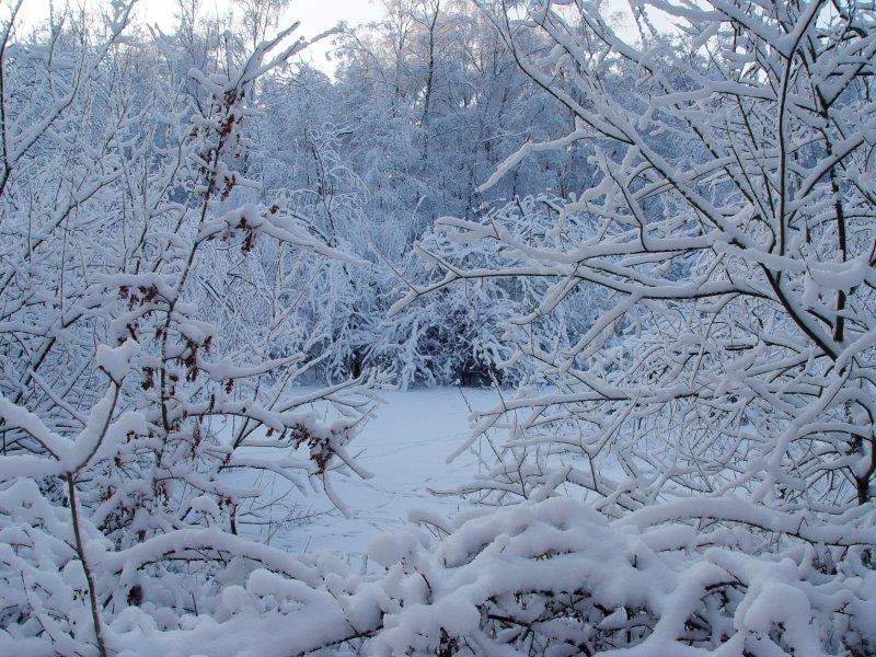 020-Alter-Torfstich-Mit-Bruchwald-L-Klasing