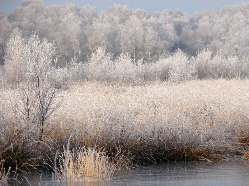020-Rauhreif-Am-Torfstich-L-Klasing