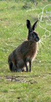 004 Ostern L. Klasing