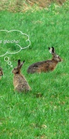 010 Ostern L. Klasing