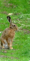 011 Ostern L. Klasing