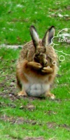 013 Ostern L. Klasing