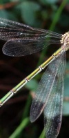 007 Venn Am Lehrpfad Kleine Binsenjungfer W. (Lestes Virens) L. Klasing