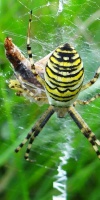 008 Venn Am Lehrpfad Wespenspinne (Argiope Bruennich) L. Klasing