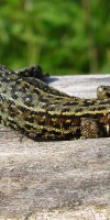 Venn Wald- Moor- Bergeidechse Lacerta Vivipara 03.06.2011. L. Klasing 105 (45)
