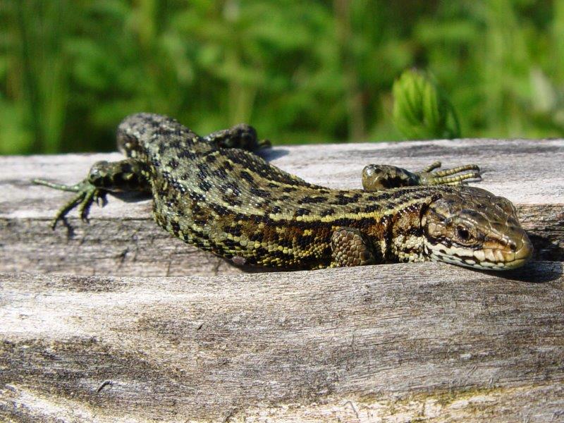 Venn Wald- Moor- Bergeidechse Lacerta Vivipara 03.06.2011. L. Klasing 105 (45)